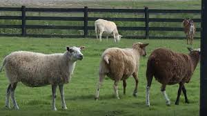 Donations down 50% force Foreverland Farm to stop taking in rescued animals