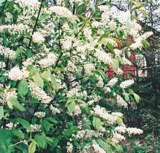 Image result for mustamarja-aronia