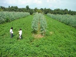 Image result for sagwan image green tree image