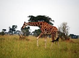 Image result for organisms and their environment