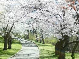 Image result for snowgoose cherry tree