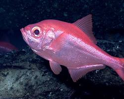 Alfonsino
