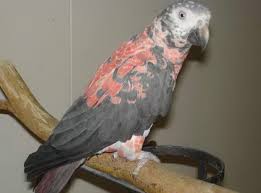 Image result for baby macaw parrot for sale