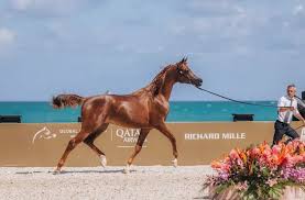 The Global Champions Arabians Tour Miami Pairs Elevated Dining With Prestige