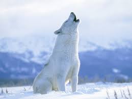 Image result for white wolf pup with blue eyes copyright free