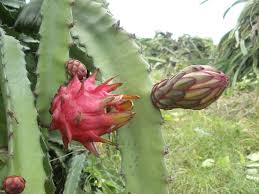 Image result for pitaya