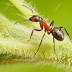 Red wood ant