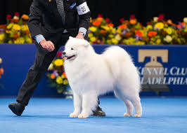 Résultat de recherche d'images pour "dog show"