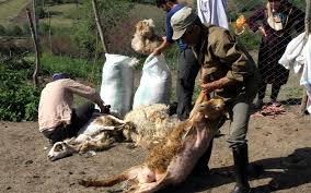 Image result for ‫عکس پشم چینی گوسفندان‬‎