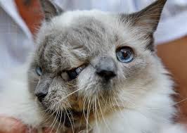 Image result for cat
