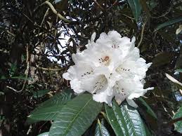 Image result for rhododendron in nepal