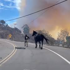 As 16-year-old Kalyna Fedorowycz and her father, Markian Fedorowycz, drove through Topanga Canyon, there was one thing on Kalyna's mind. It wasn't their house, which withstood the flames of the devastating Palisades