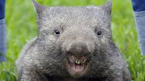 Image result for wombat