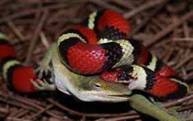 Image result for king snake