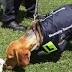 Australian Border Force on the hunt for families to foster sniffer-dog ...