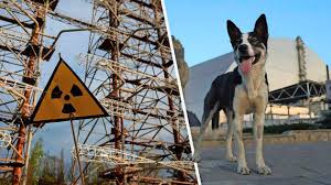 Na 40 jaar is Tsjernobyl ’paradoxale oase’ vol leven: ’Honden slaagden erin te overleven in zeer giftige omgeving’