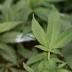 New York state enhances medical marijuana program to meet ...