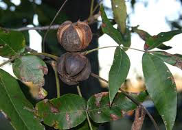 Image result for hickory nuts