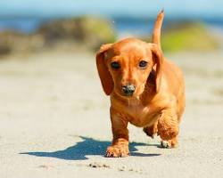 ダックスフント犬