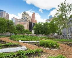Urban garden with fresh produce