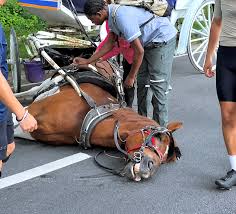 Necropsy Reveals NYC Carriage Horse Deniz Died After ...