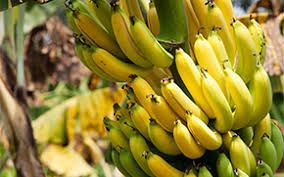 Image result for banana sensor