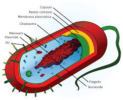 Risultati immagini per la cellula procariota