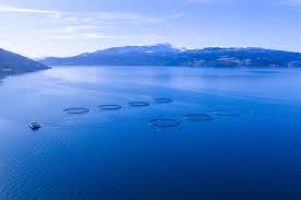 Som om 17 millioner mennesker gjør fra seg rett i havet – nye tall om utslippene fra norsk fiskeoppdrett