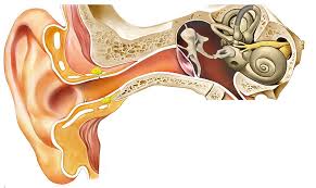 Resultado de imagen de el oido