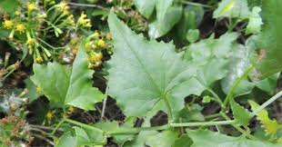 Image result for Senecio deltoideus