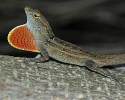 Anolis