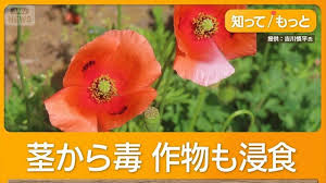 News source: Yahoo!ニュース