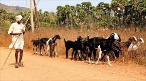 Resultado de imagem para vida no campo rural