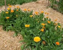 Image de Fleur de souci