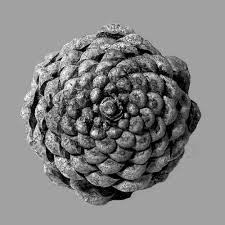 Image result for Pine cone photography