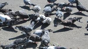 Image result for pigeons