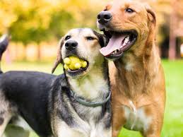 Oldham County Veterinary Services