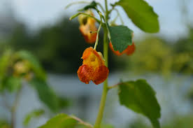 Image result for jewelweed