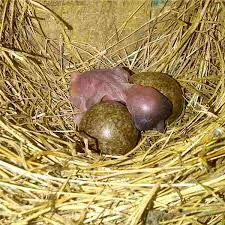 Hasil gambar untuk murai batu