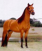Image result for IRAN HORSES