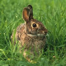 Image result for RABBIT