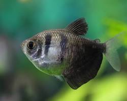 Black tetra