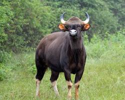 Image of गौर (वन भैंस)