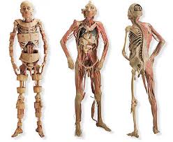 Resultado de imagen para cuerpo humano
