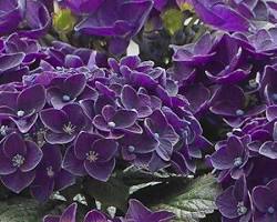 Image of Hortensia violet