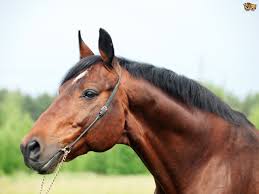 Image result for HORSE