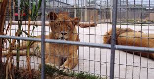 Image result for How Do You Feel About Zoos?