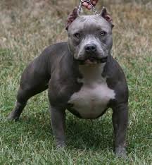 Hasil gambar untuk pitbull dog