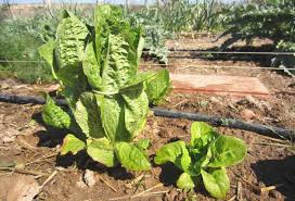 East Idaho News - News update