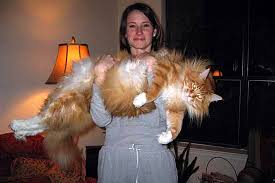 Image result for maine coon